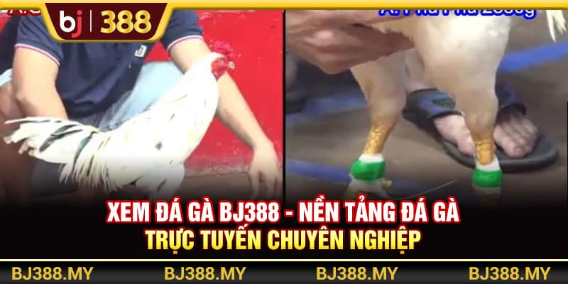 Xem Đá Gà BJ388 - Nền Tảng Đá Gà Trực Tuyến Chuyên Nghiệp 1 https://wagdata.sa.com Xem Đá Gà BJ388 - Nền Tảng Đá Gà Trực Tuyến Chuyên Nghiệp