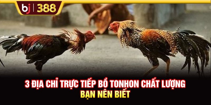 BJ388 Chia Sẻ 3 Địa Chỉ Trực Tiếp Bồ Tonhon Chất Lượng Bạn Nên Biết 1 https://wagdata.sa.com BJ388 Chia Sẻ 3 Địa Chỉ Trực Tiếp Bồ Tonhon Chất Lượng Bạn Nên Biết