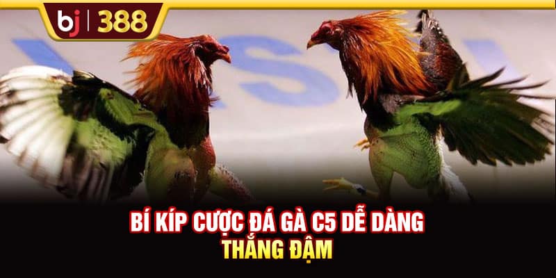Trải Nghiệm Trực Tiếp Đá Gà C5 Cùng Các Trận Đấu Nảy Lửa 4 https://wagdata.sa.com Bí kíp cược đá gà C5 dễ dàng thắng đậm