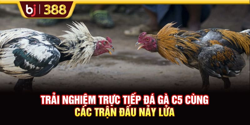 Trải Nghiệm Trực Tiếp Đá Gà C5 Cùng Các Trận Đấu Nảy Lửa 1 https://wagdata.sa.com Trải Nghiệm Trực Tiếp Đá Gà C5 Cùng Các Trận Đấu Nảy Lửa